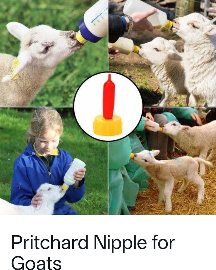 Nipple for Goats buy online